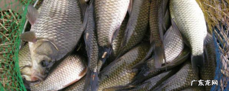 冬季水库野钓鲫鱼水深多少?附时间