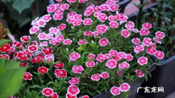 适合室内养的花期长的花 什么花适合家里养花期又长