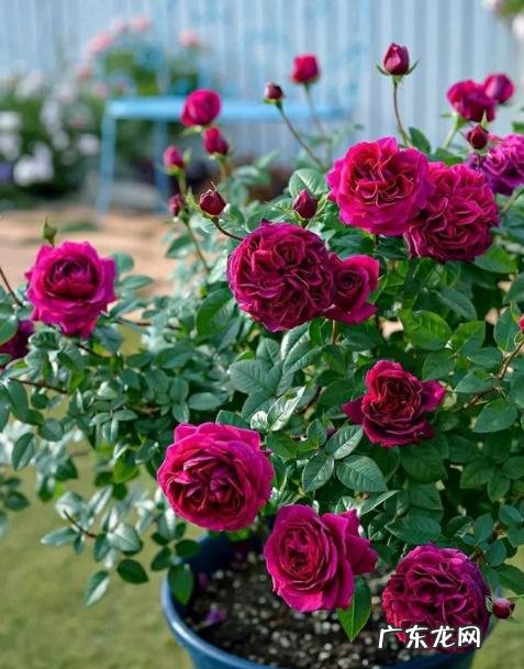 适合室内养的花期长的花 什么花适合家里养花期又长