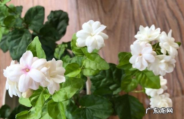 适合室内养的花期长的花 什么花适合家里养花期又长