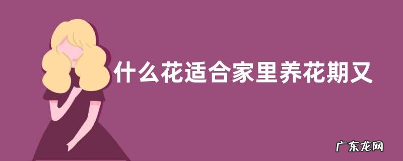 适合室内养的花期长的花 什么花适合家里养花期又长