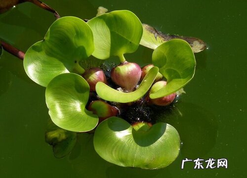 植物类群水葫芦的作用 水葫芦是什么样子的植物
