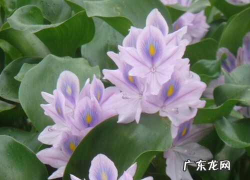 植物类群水葫芦的作用 水葫芦是什么样子的植物