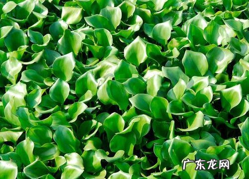 植物类群水葫芦的作用 水葫芦是什么样子的植物