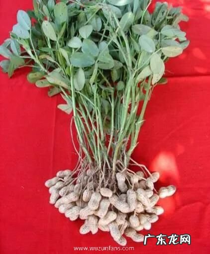 常见的花生品种有几种  花生的种类名称及图片