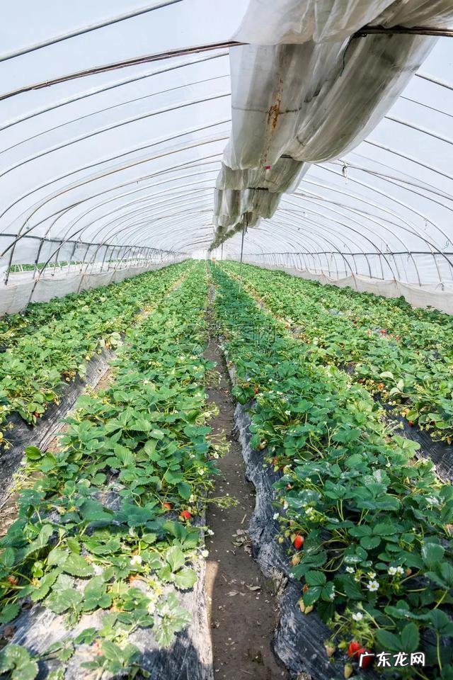 为什么现在都是冬天吃草莓 冬天的草莓是反季节水果吗