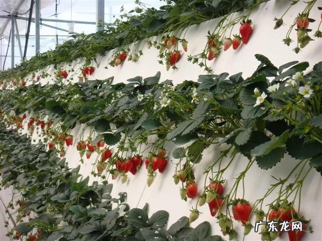 为什么现在都是冬天吃草莓 冬天的草莓是反季节水果吗