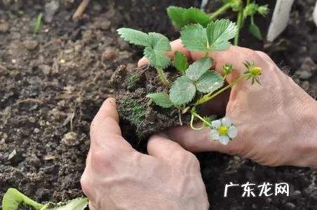 为什么现在都是冬天吃草莓 冬天的草莓是反季节水果吗