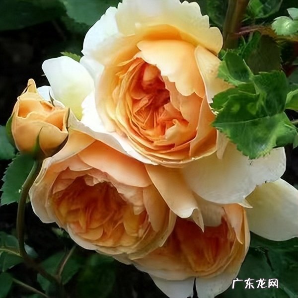属于藤本还是灌木月季 玛格丽特王妃月季花的特点