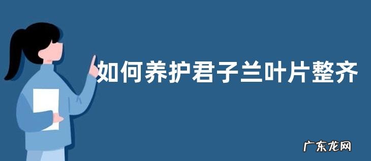 如何养护君子兰叶片整齐像蒲扇