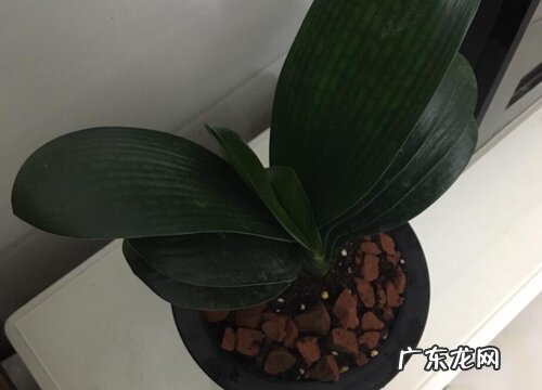 如何养护君子兰叶片整齐像蒲扇