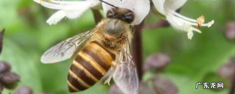 中蜂过箱后为什么跑了,什么时候过箱好