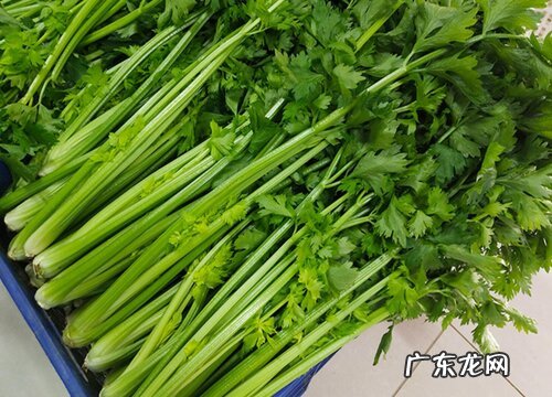 西芹芹菜是一样的吗 普通芹菜和西芹有什么区别图片