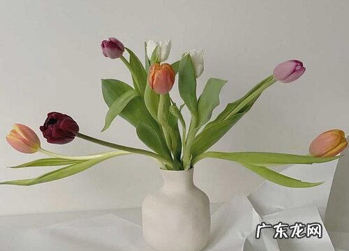 鲜切花买回家后怎么处理保鲜 买回来的鲜切花如何养护