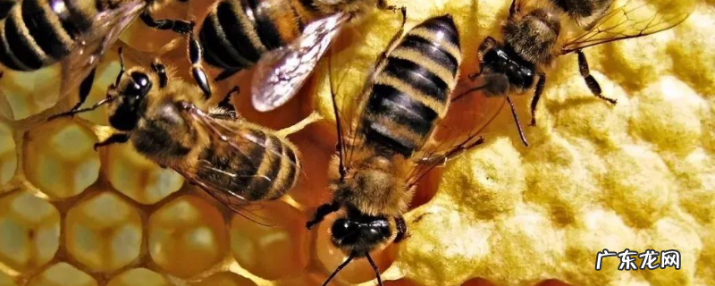 原地分蜂的最好方法，蜜蜂分蜂有哪些征兆
