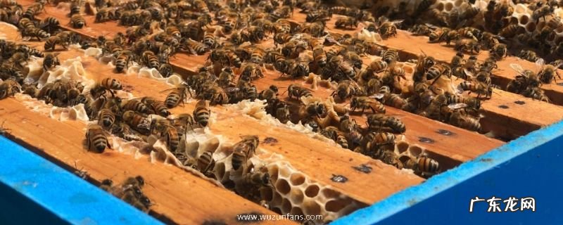 双王群好还是单王群好,双王群的优势与组织方法