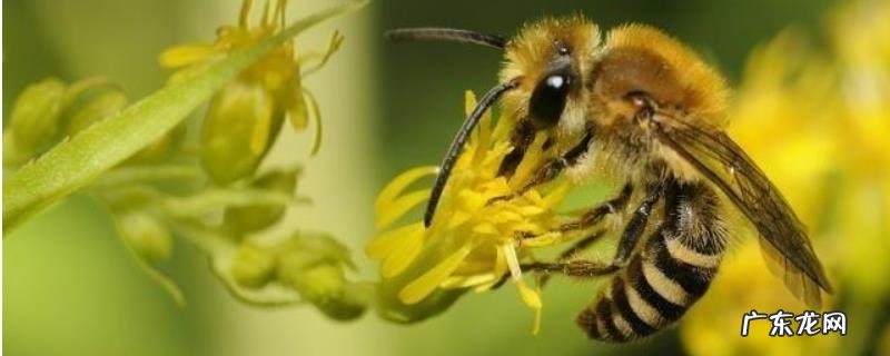 中蜂多久换一次蜂王,何时换王