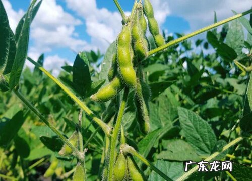 黄豆种植时间和方法 栽培技术与田间管理