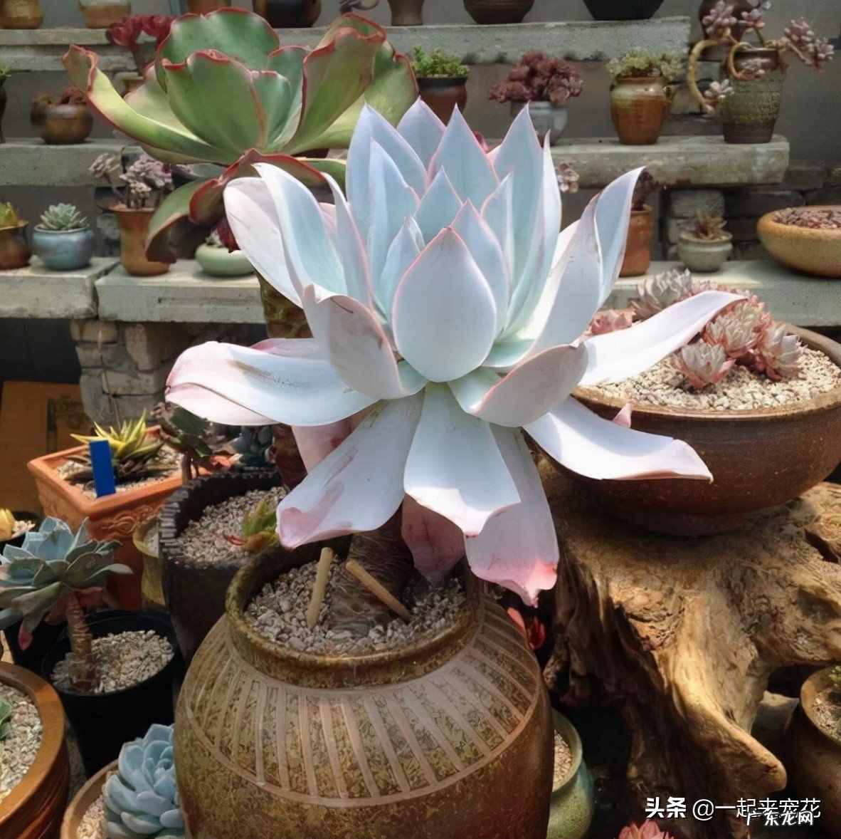 多肉什么品种不好养不易活 最难养的多肉品种