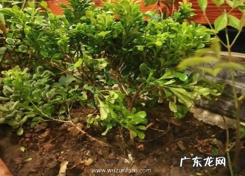 米兰花可以插枝吗