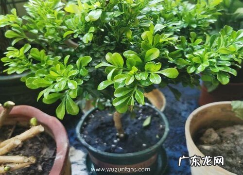 米兰花可以插枝吗