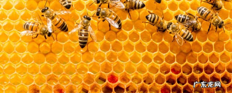 几月份买蜜蜂群最合适,买什么品种的蜜蜂好