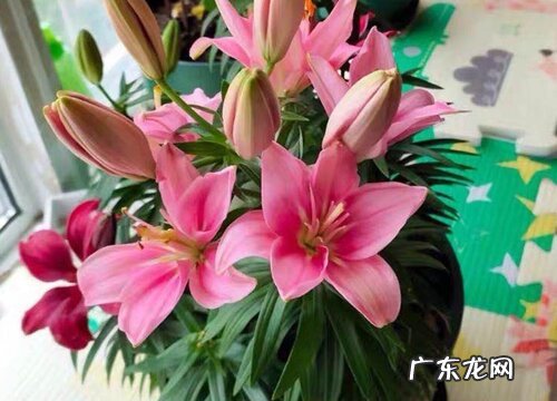 有什么传说,其花语和象征意义 卡萨布兰卡是什么花