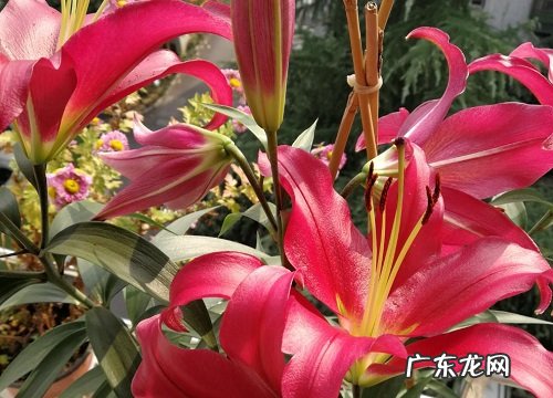 有什么传说,其花语和象征意义 卡萨布兰卡是什么花