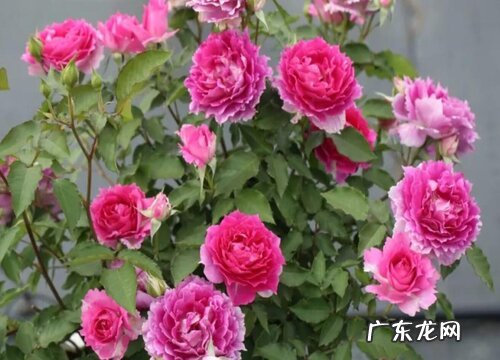 十大香味最好闻的丰花月季 月季什么品种最香又好看