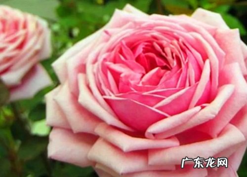 十大香味最好闻的丰花月季 月季什么品种最香又好看