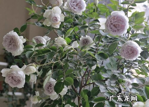 十大香味最好闻的丰花月季 月季什么品种最香又好看