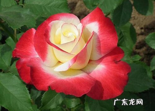 十大香味最好闻的丰花月季 月季什么品种最香又好看