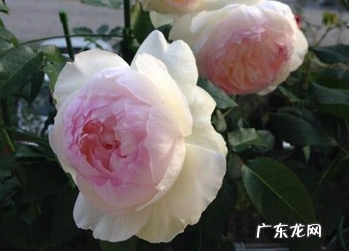 十大香味最好闻的丰花月季 月季什么品种最香又好看