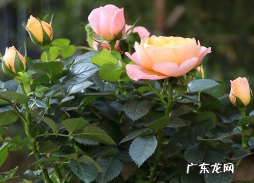 4朵玫瑰代表什么花语