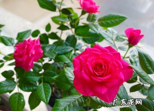 4朵玫瑰代表什么花语
