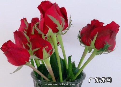 鲜花店刚买到的花束怎么养活 买回来的花束如何保养更久