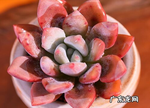 最值得入手的好看多肉植物 新手适合养什么品种多肉