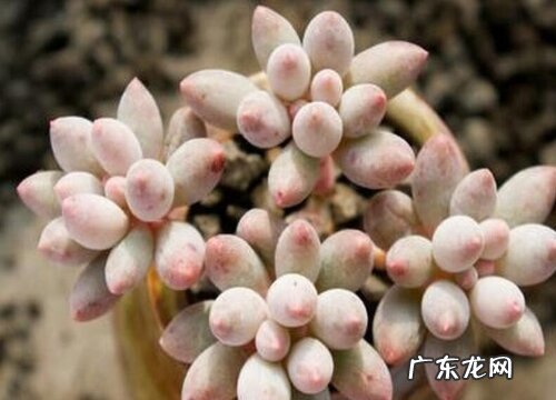 最值得入手的好看多肉植物 新手适合养什么品种多肉