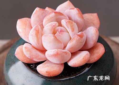 最值得入手的好看多肉植物 新手适合养什么品种多肉