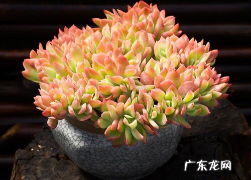 最值得入手的好看多肉植物 新手适合养什么品种多肉