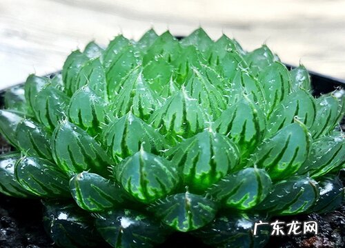 最值得入手的好看多肉植物 新手适合养什么品种多肉