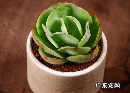 最值得入手的好看多肉植物 新手适合养什么品种多肉