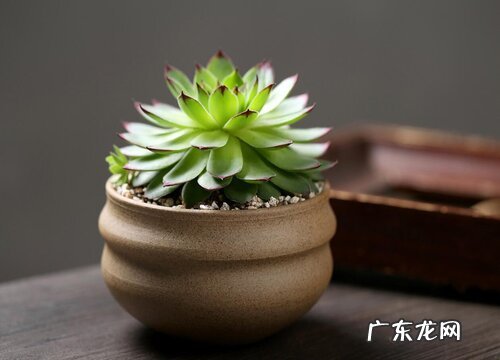 最值得入手的好看多肉植物 新手适合养什么品种多肉