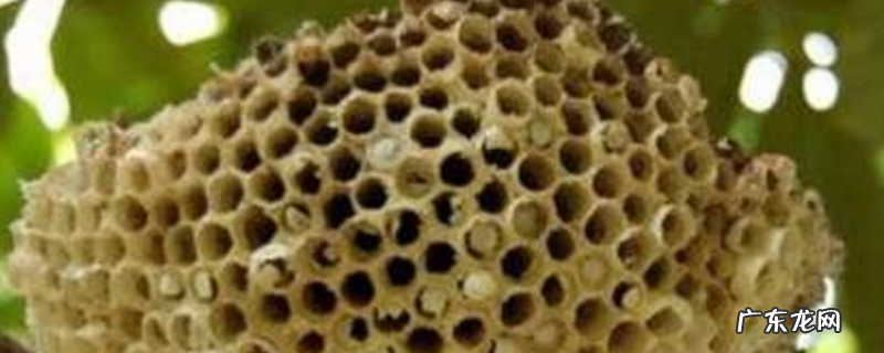 露蜂房是什么东西,蜂房是怎么来的