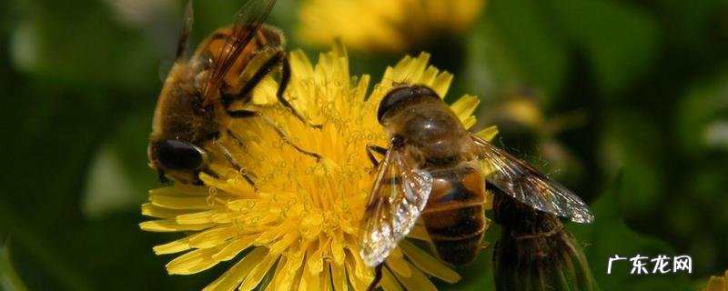 野生蜜蜂怎样收捕回家养,具体步骤有哪些