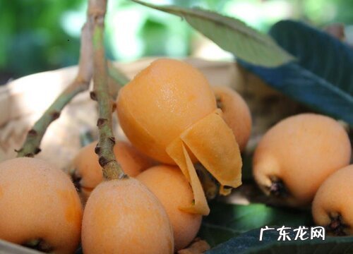 浙江、四川、云南、广东枇杷好吃 枇杷产地哪里最有名