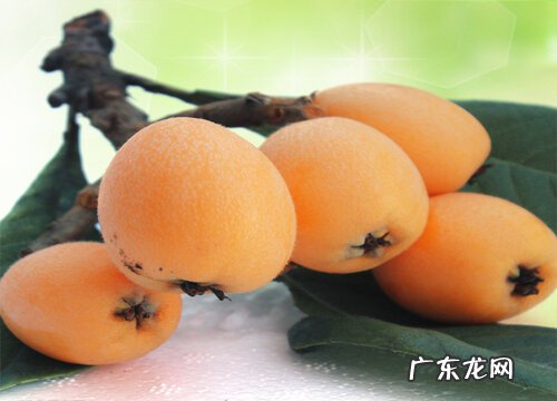 浙江、四川、云南、广东枇杷好吃 枇杷产地哪里最有名