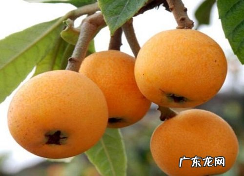 浙江、四川、云南、广东枇杷好吃 枇杷产地哪里最有名