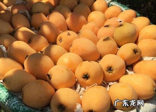 浙江、四川、云南、广东枇杷好吃 枇杷产地哪里最有名