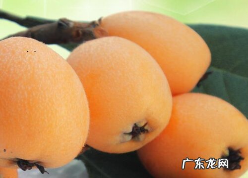 浙江、四川、云南、广东枇杷好吃 枇杷产地哪里最有名